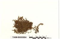 藏品(彎葉扁灰苔)的圖片